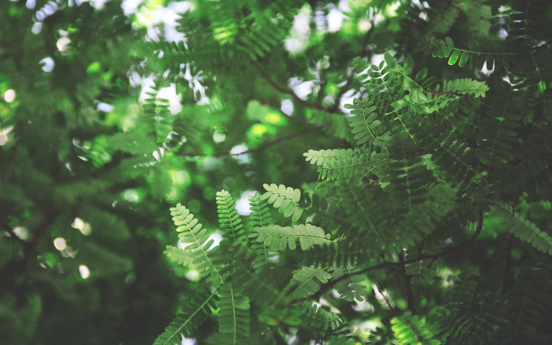 gouttelettes d eau feuille environnement flore arbre nature croissance luxuriante à l extérieur branche été bois jardin bureau lumineux fern gros plan pluie