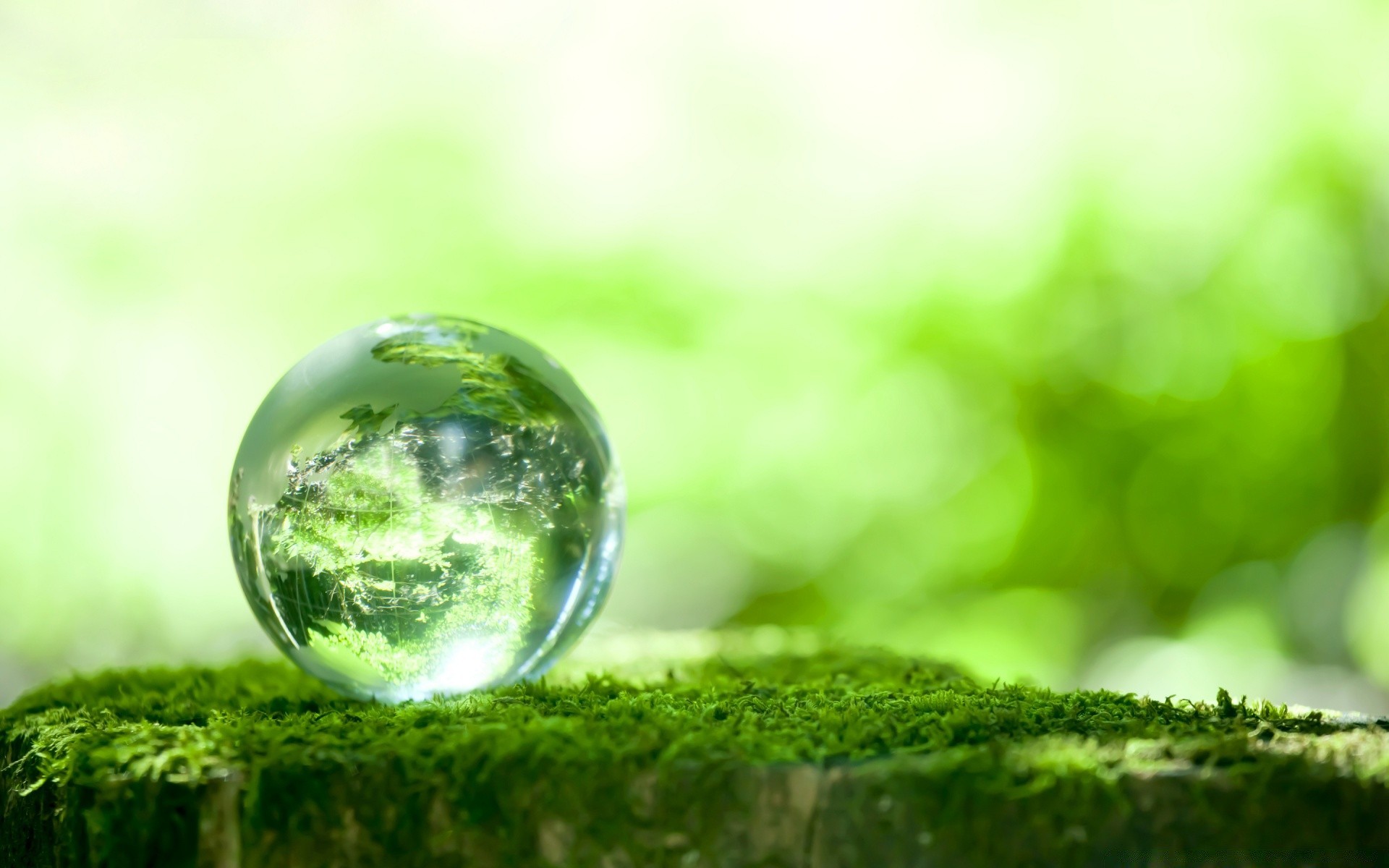 droplets and water nature leaf water blur rain drop summer ecology wet grass bright environment dew