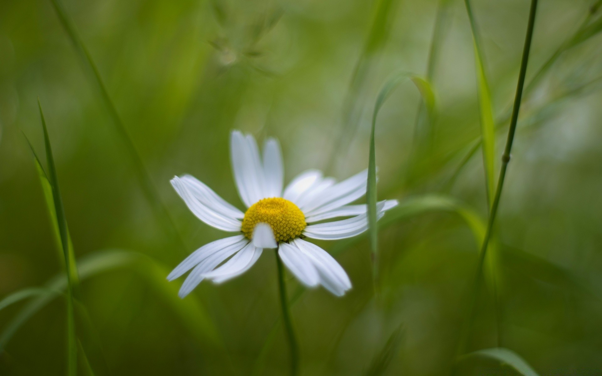 plants nature flora summer grass flower growth hayfield garden field leaf chamomile bright fair weather season environment outdoors rural sun color