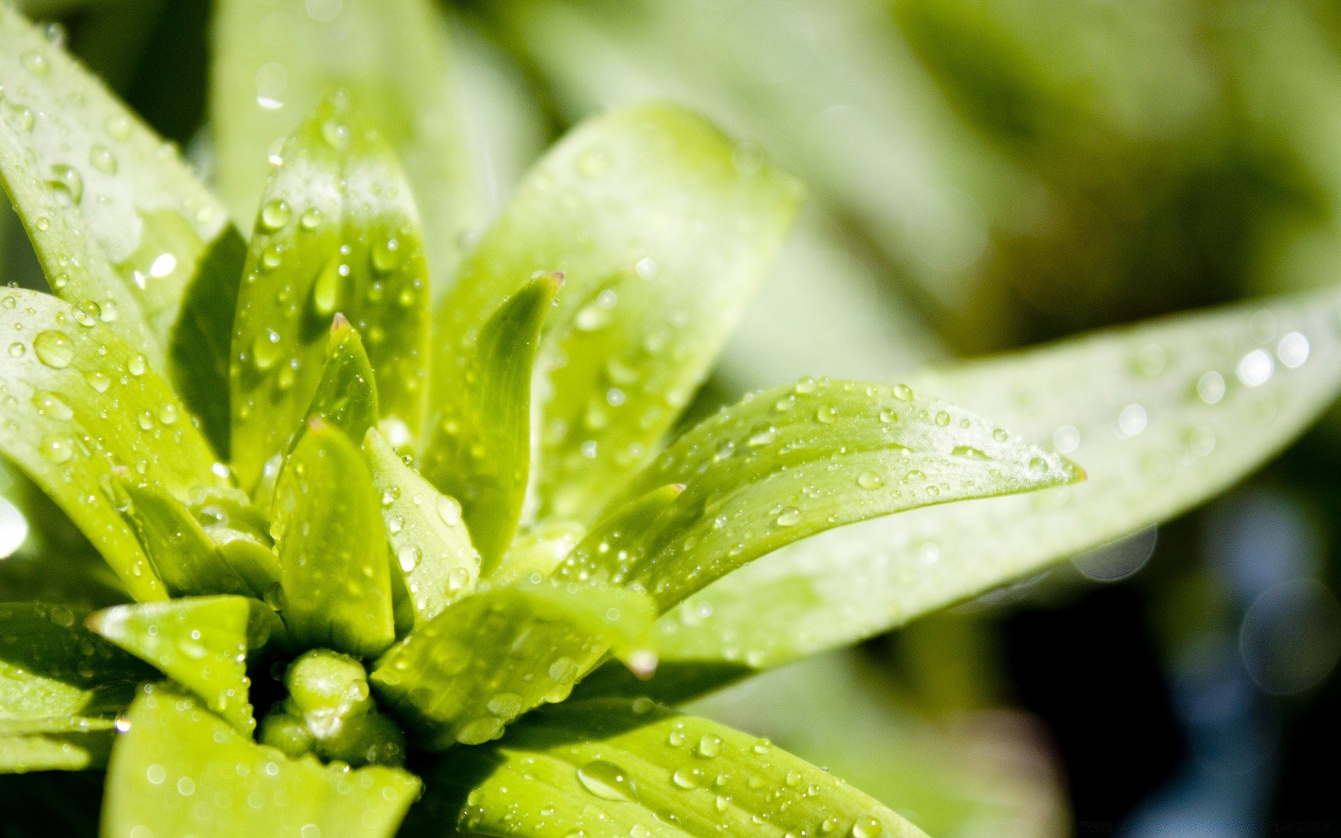 droplets and water leaf nature dew rain flora drop wet water growth garden summer raindrop purity health freshness