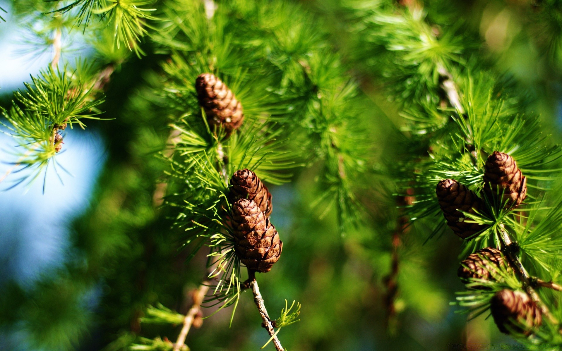 plants cone coniferous pine conifer needle evergreen fir christmas spruce tree nature winter branch larch outdoors hanging leaf bright decoration