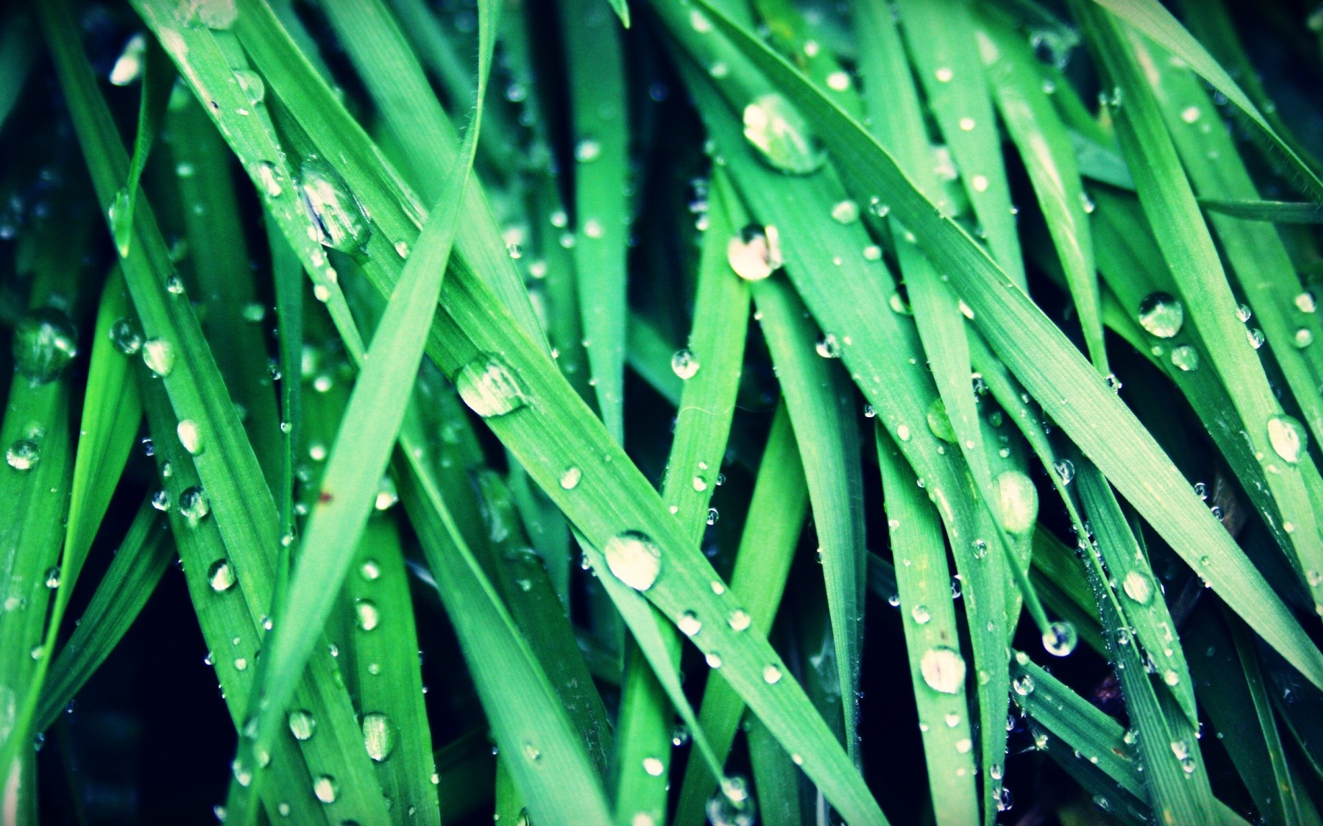 droplets and water dew rain leaf flora growth blade drop grass lush garden lawn wet freshness raindrop droplet nature color summer