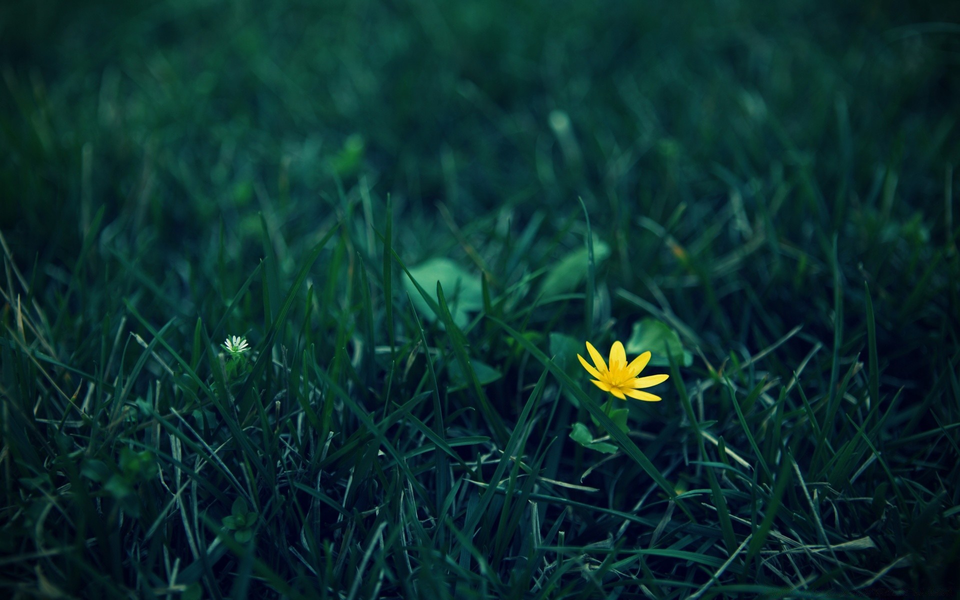 plantes herbe jardin flore foin nature pelouse croissance été fleur champ feuille soleil saison beau temps couleur environnement lumineux lumière fraîcheur