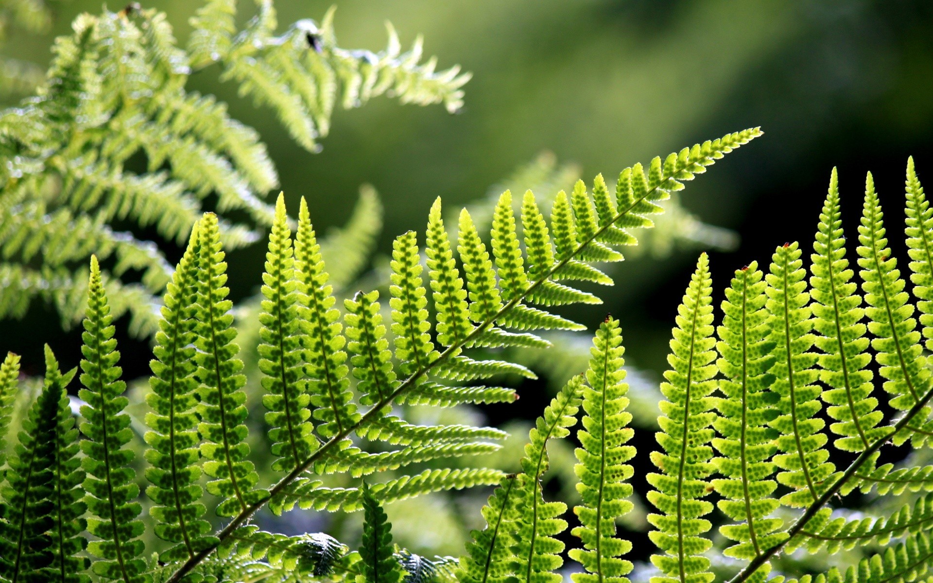 plantes feuille fern flore nature croissance été jardin fronde à l extérieur luxuriant mercredi bracken arbre ecologie pluie