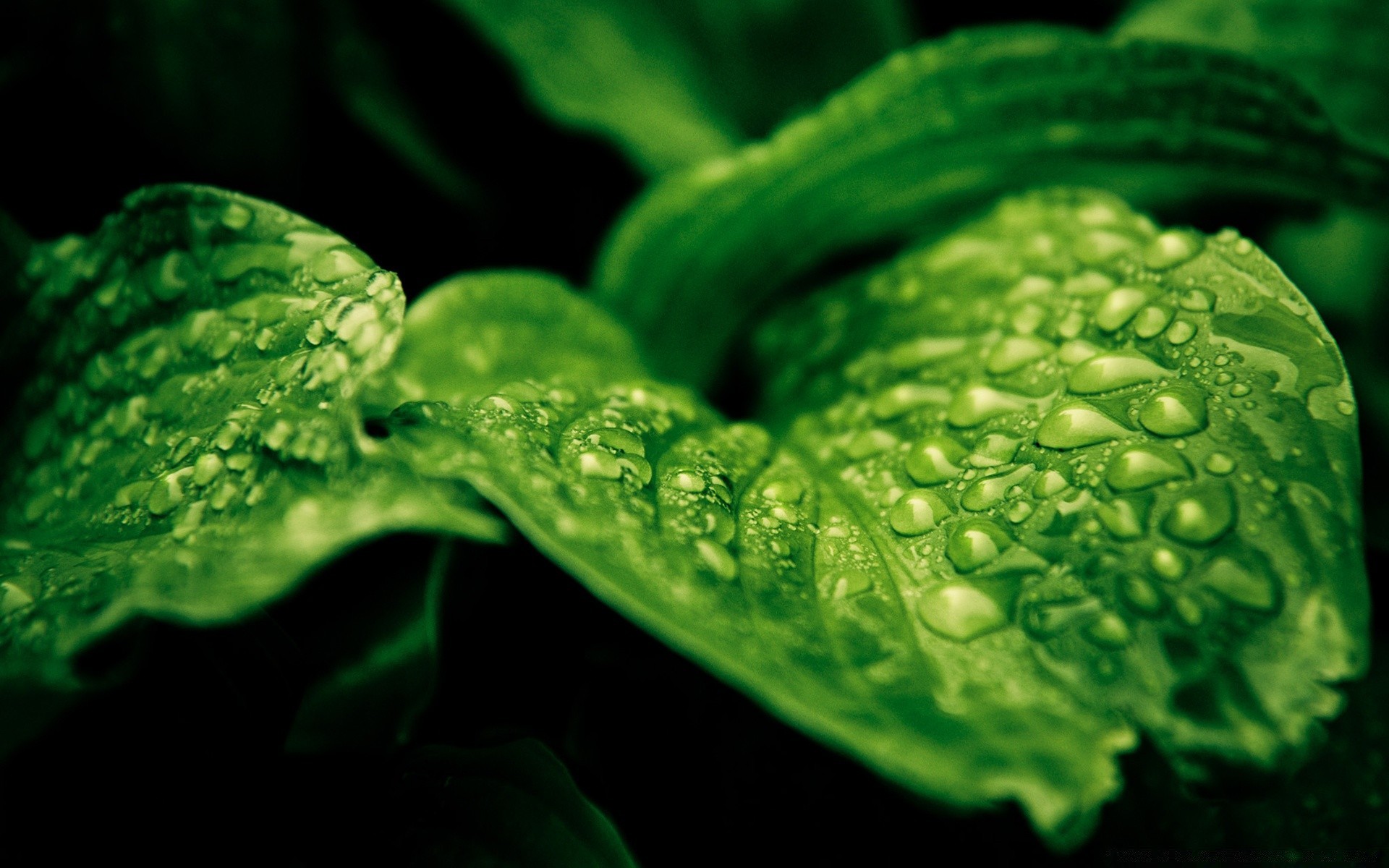 gotas e água água orvalho gota folha chuva molhado flora gotas frescura natureza crescimento desktop medicina