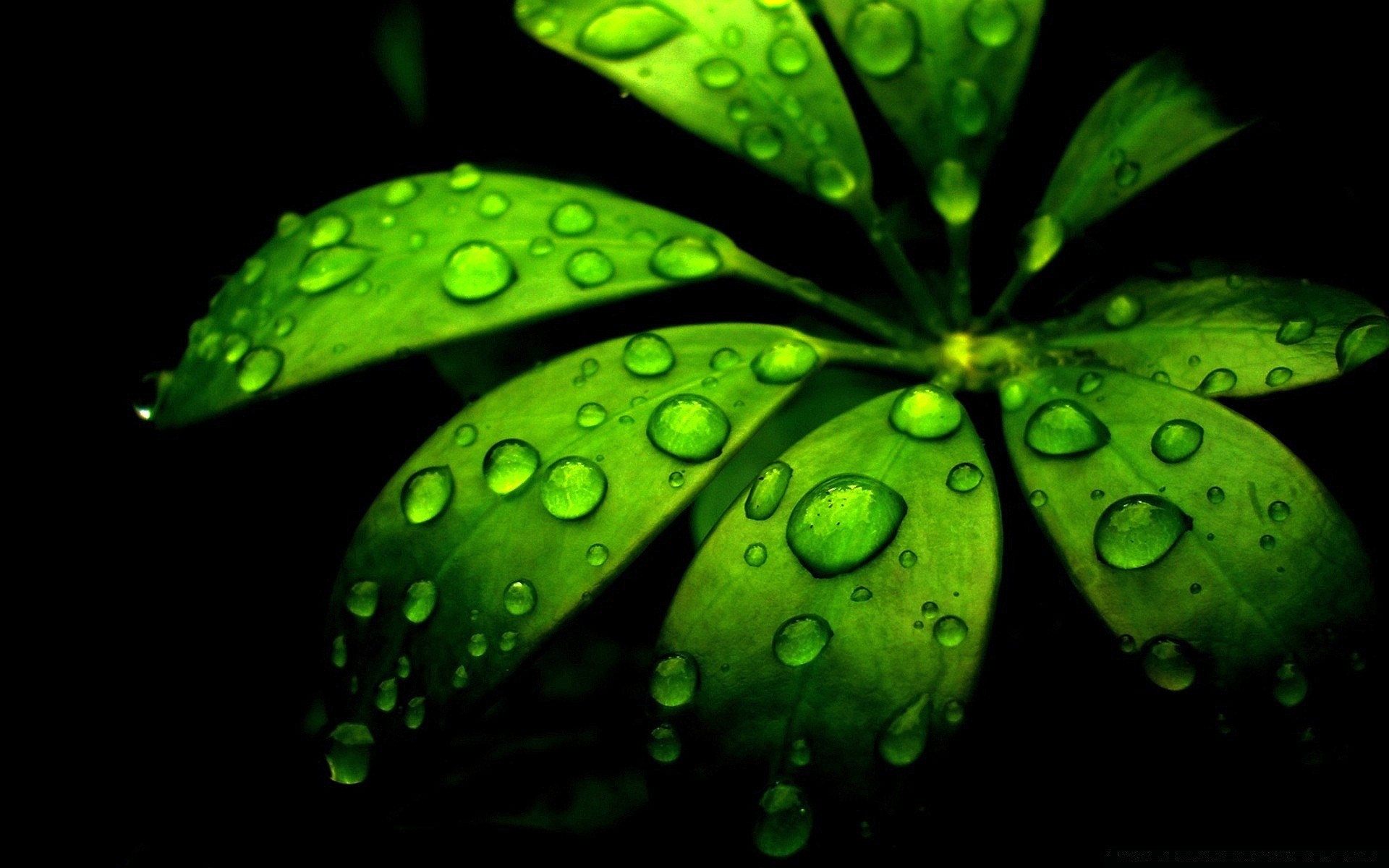 droplets and water flora leaf drop rain nature growth color dew garden desktop