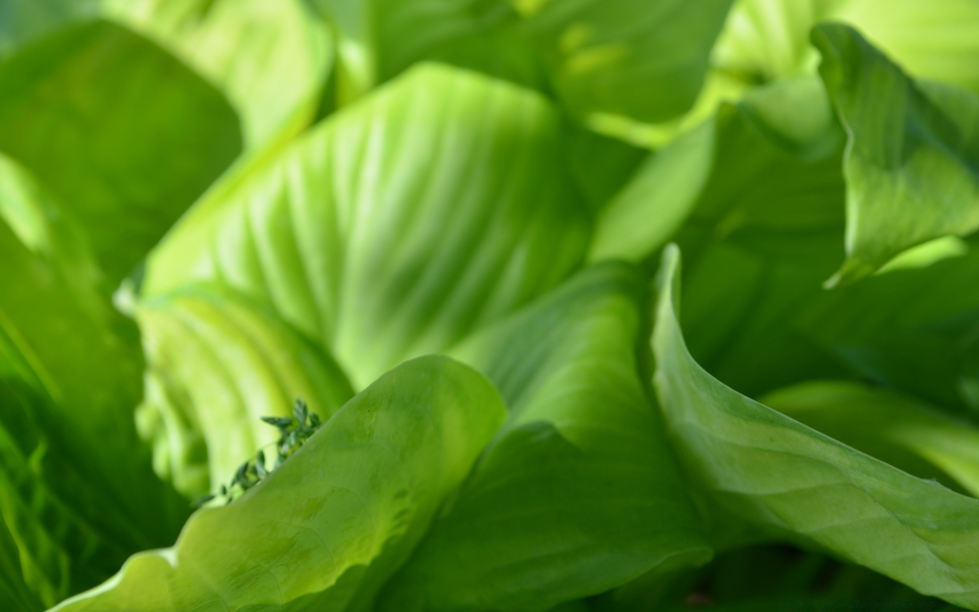 plantas hoja flora naturaleza salud crecimiento jardín frescura verdura comida exuberante