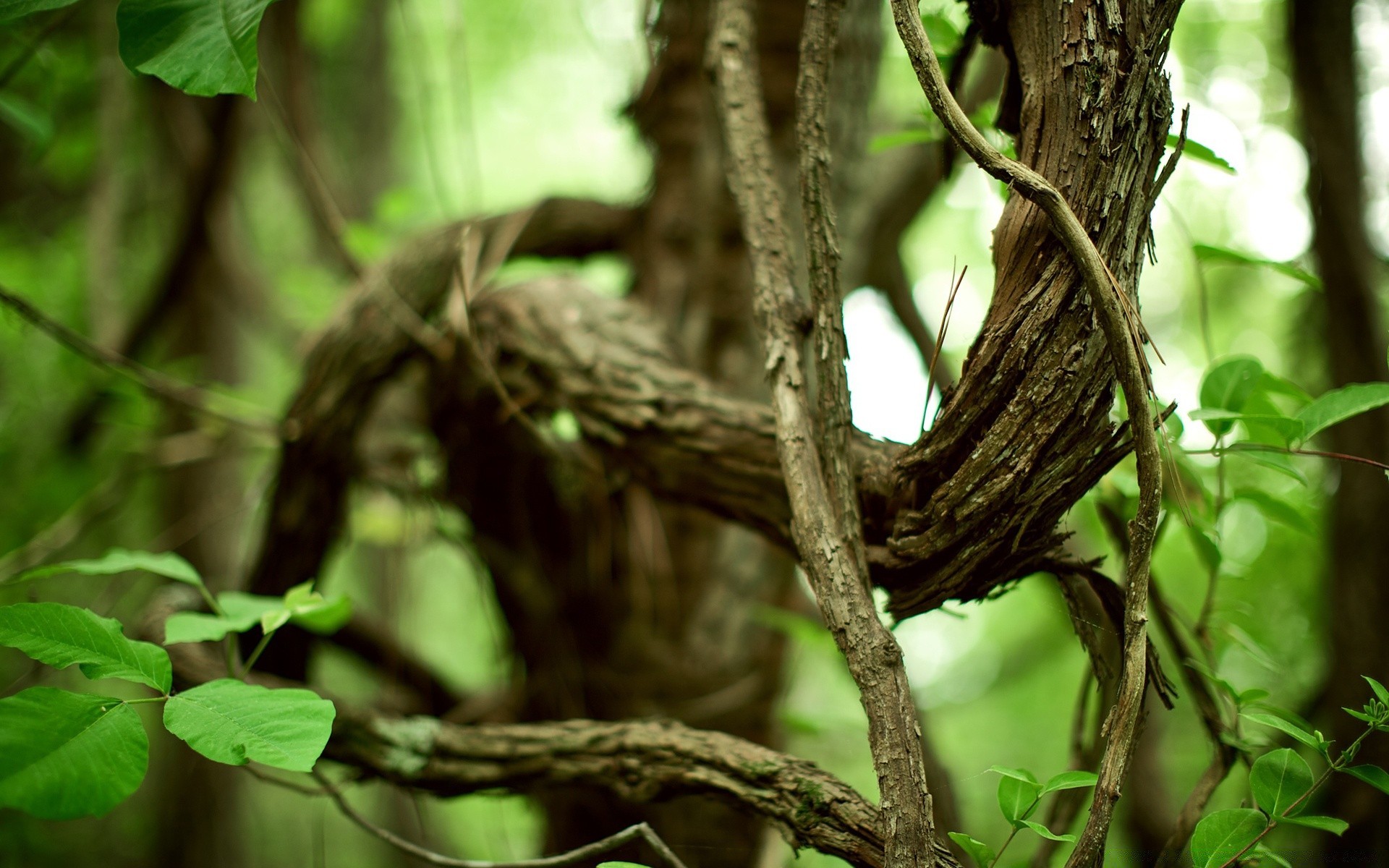 plants tree nature wood leaf bird wildlife outdoors nest rainforest wild environment garden animal flora jungle trunk