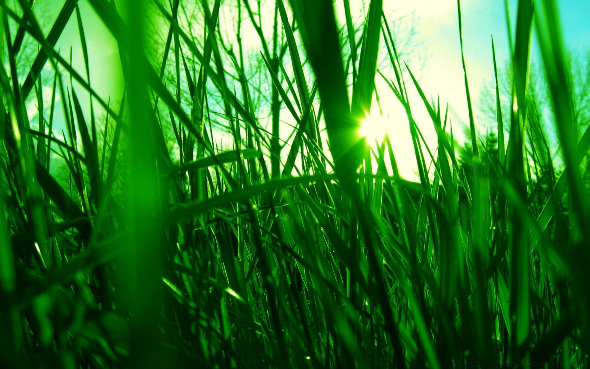 pflanzen gras rasen wachstum garten heu üppig klinge flora tau blatt feld natur umwelt sommer hell frische hof hell ökologie