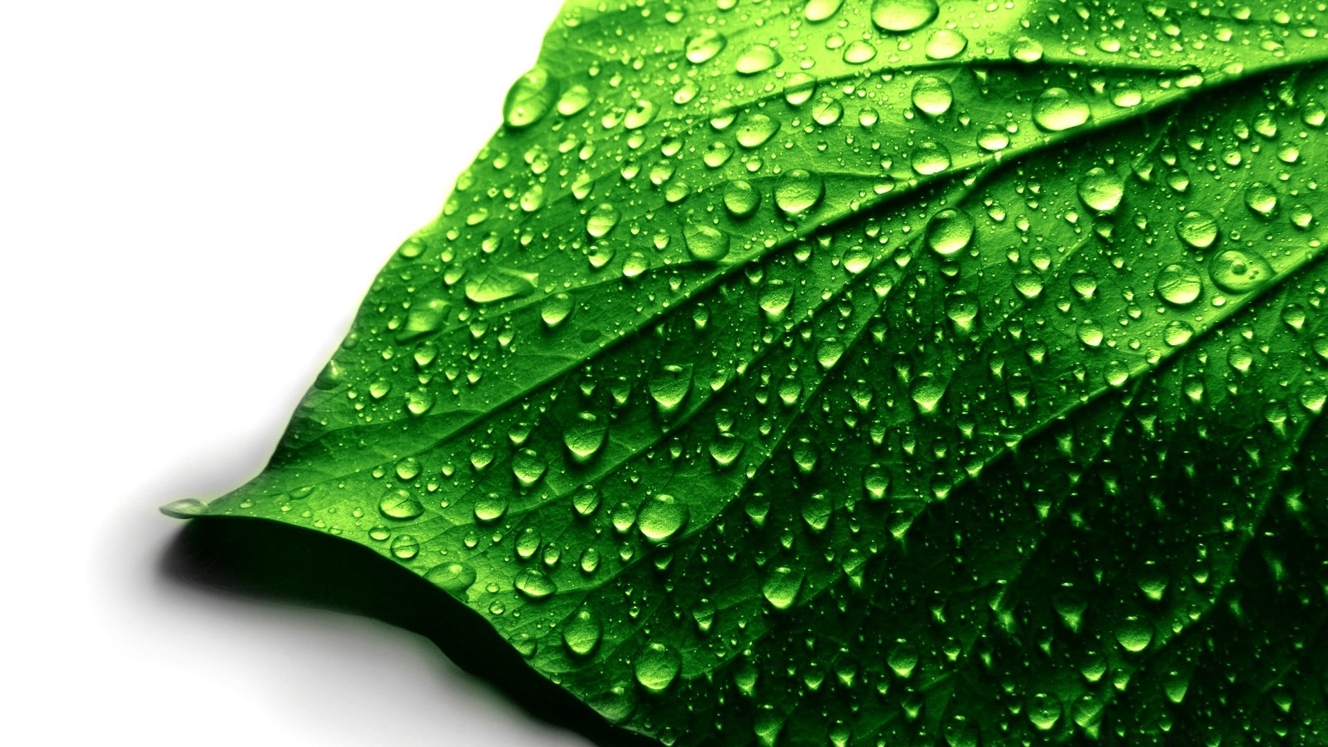 droplets and water dew rain drop leaf wet flora droplet growth raindrop water purity freshness garden environment nature vein ecology clean