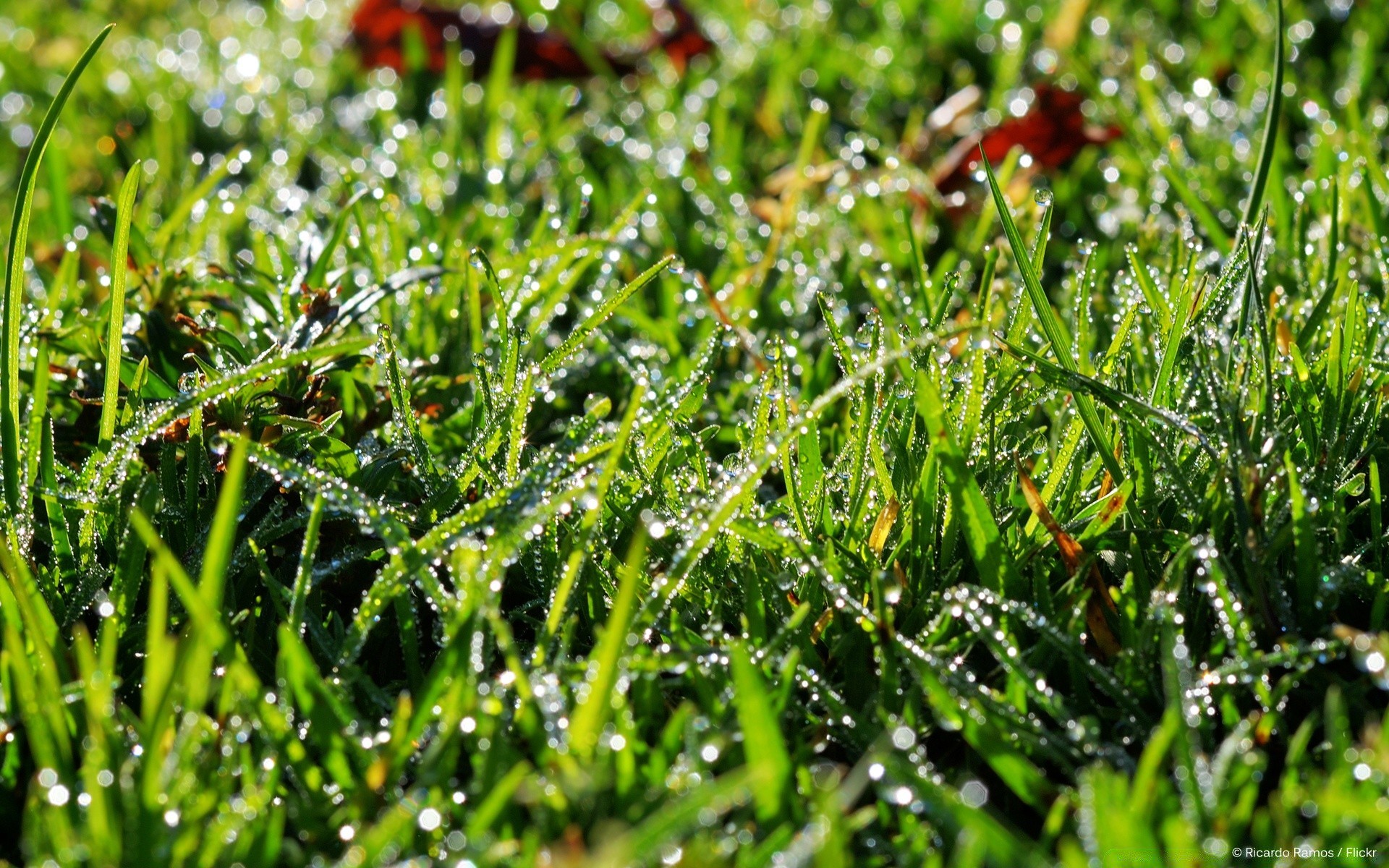 plants grass hayfield flora field nature growth lawn leaf garden summer environment outdoors close-up freshness agriculture season rural ground soil lush