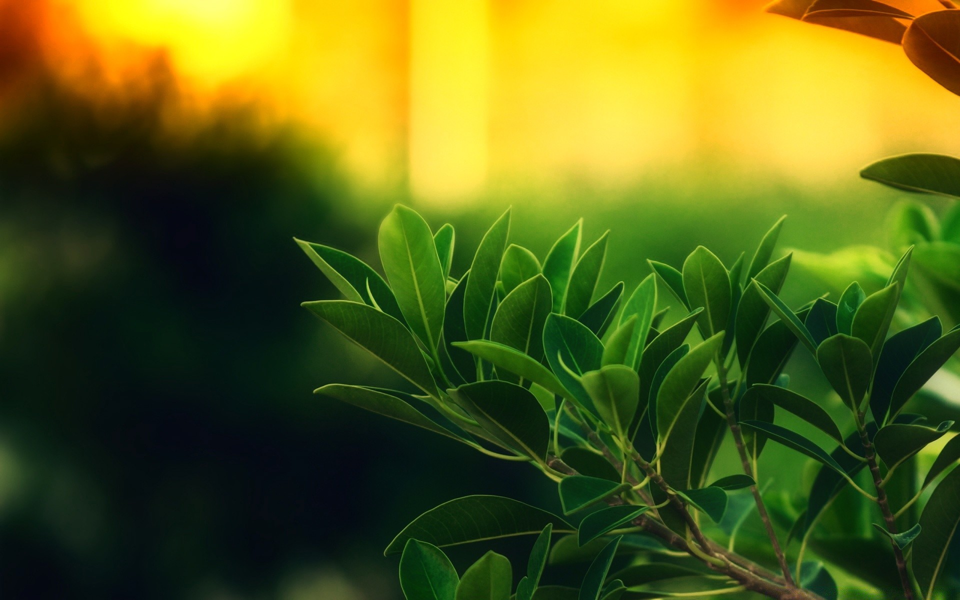 plantes feuille nature été soleil croissance jardin flore beau temps lumineux luxuriant herbe aube à l extérieur