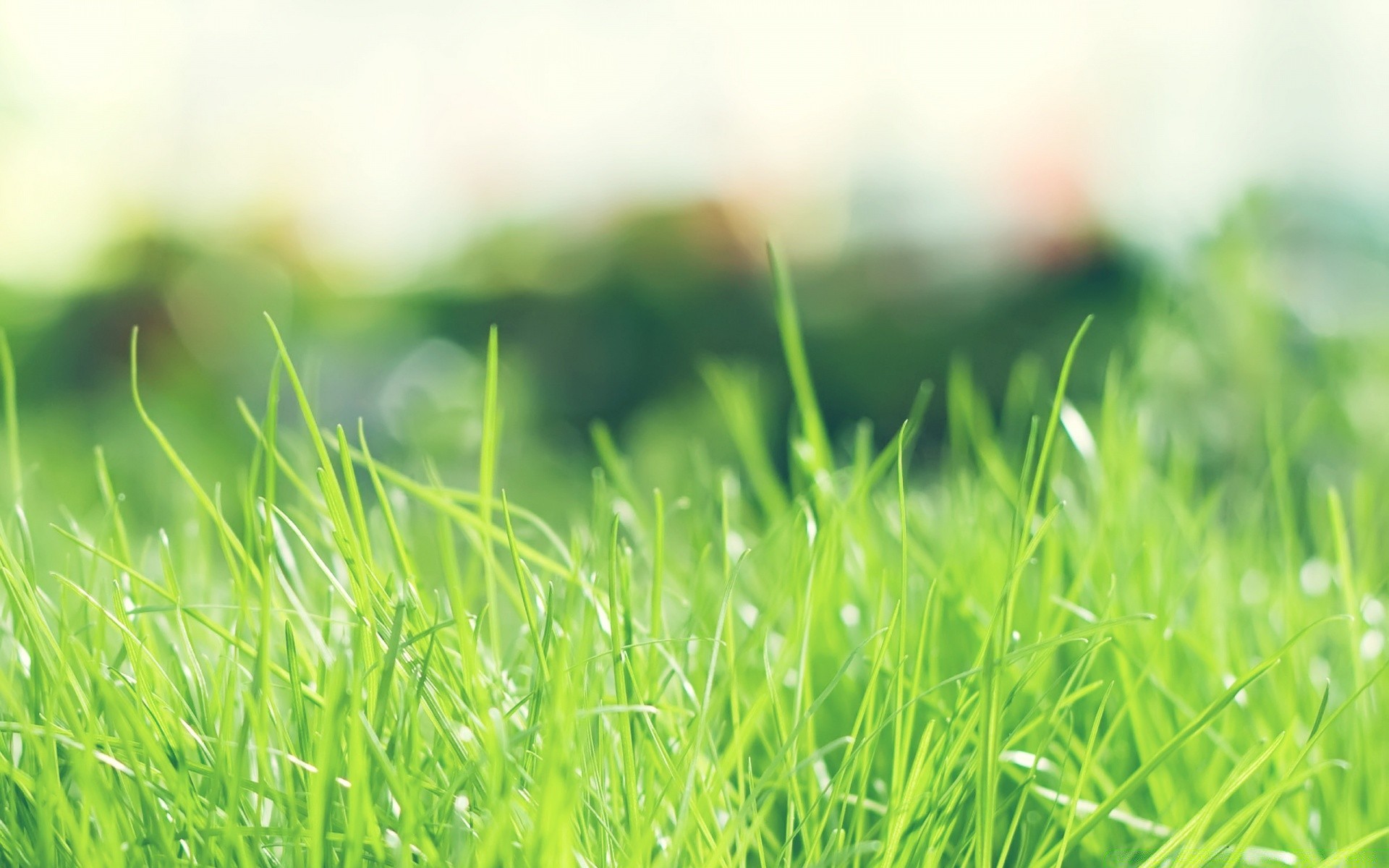 pflanzen gras wachstum blatt rasen üppig sommer flora natur garten feld heuhaufen sonne tau gutes wetter klinge medium weide ländlichen land rasen