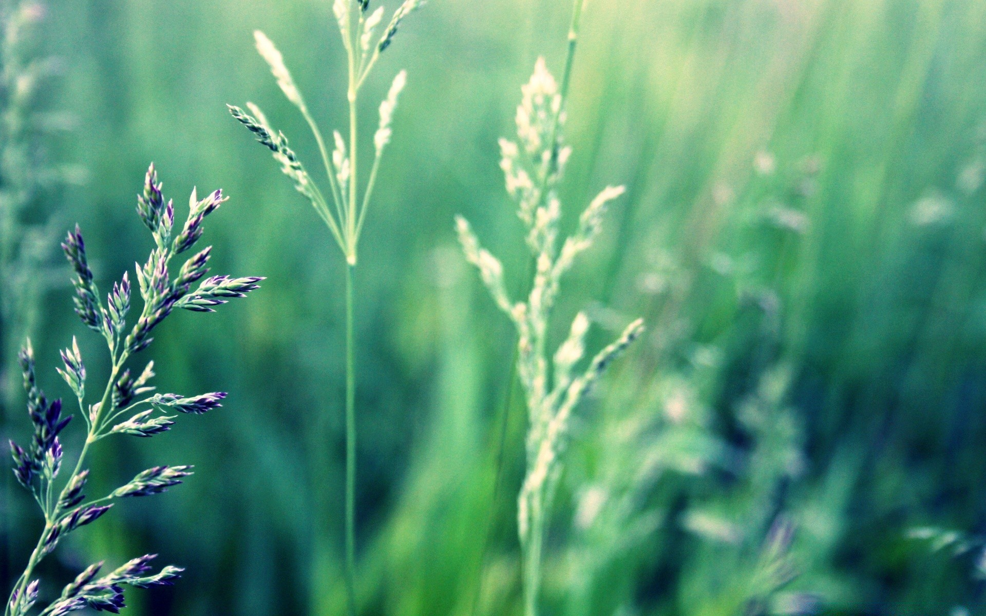 plantas hierba flora naturaleza hoja verano crecimiento rural campo al aire libre agricultura heno medio ambiente pasto sol buen tiempo cereales brillante exuberante granja