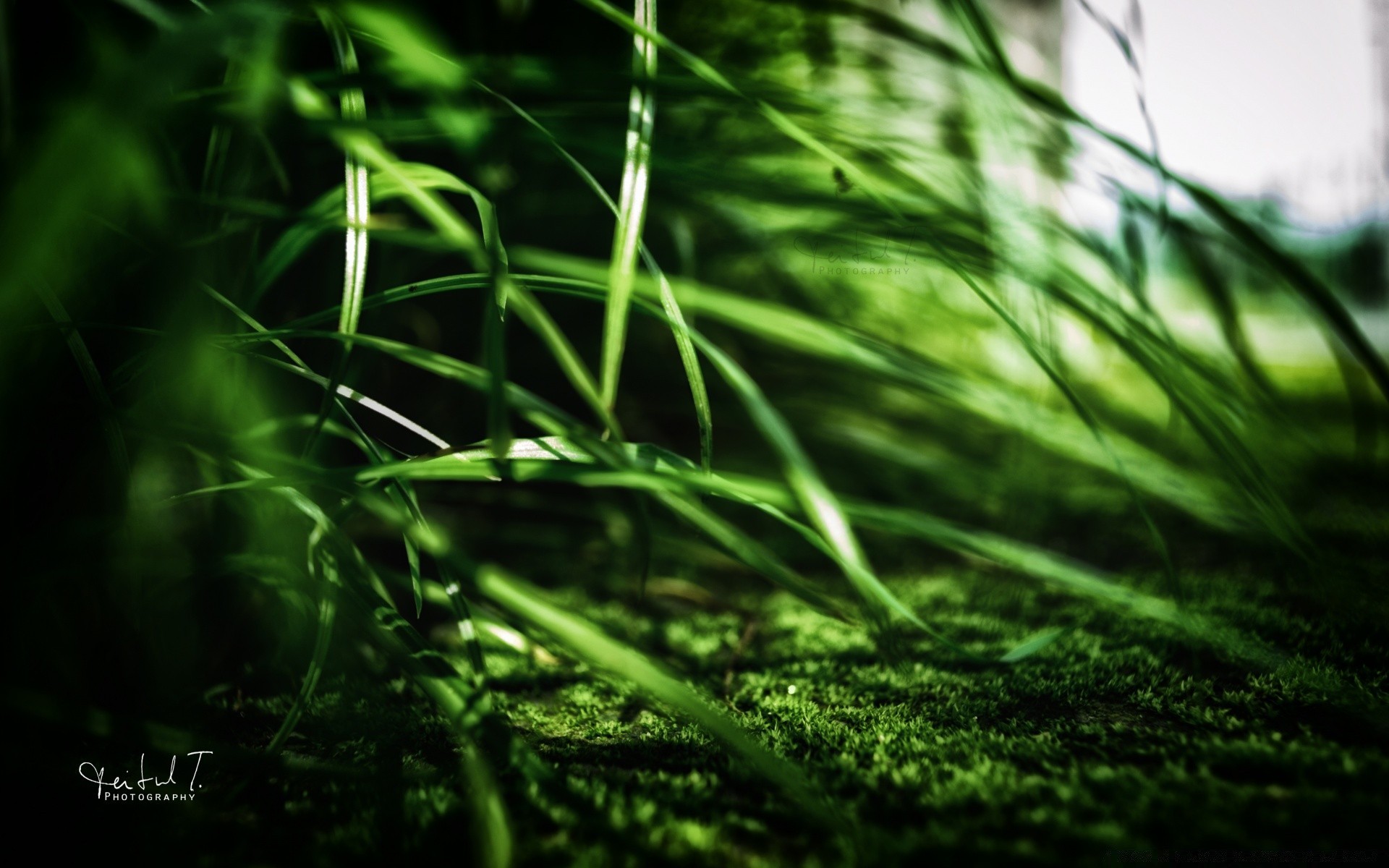 plantes croissance feuille herbe nature flore luxuriante à l extérieur été jardin pluie flou rosée aube