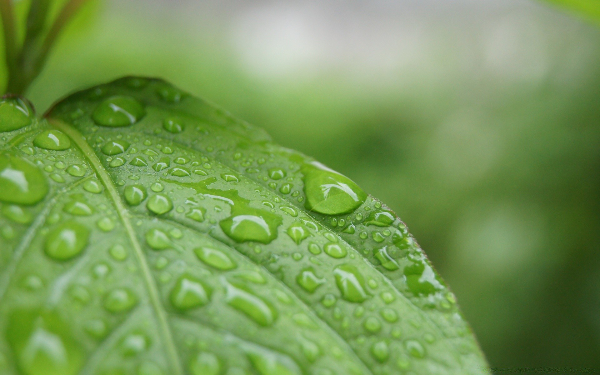 droplets and water rain dew leaf drop droplet raindrop growth flora purity wet dof nature environment water garden ecology blur freshness