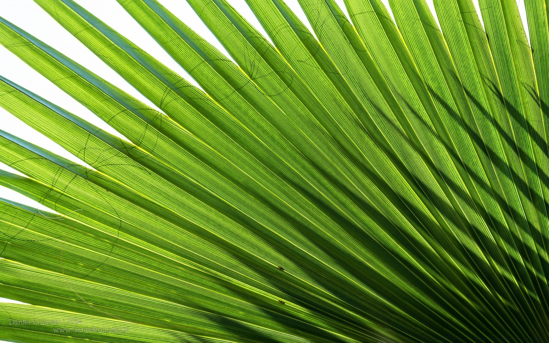 植物 叶 植物群 生长 郁郁葱葱 夏天 自然 桌面 生态 花园 热带 叶 明亮 光合作用 棕榈 纹理