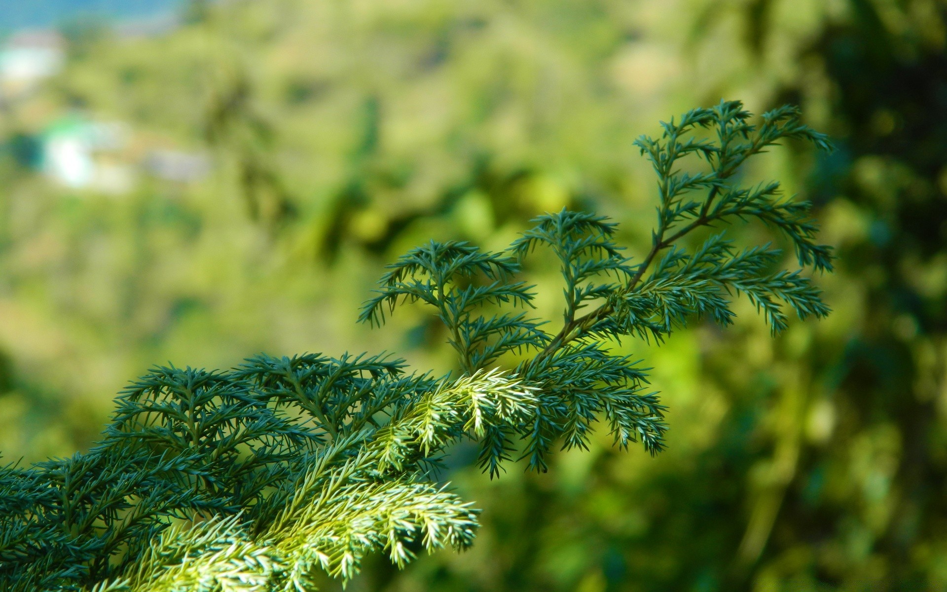 rośliny natura liść flora wzrost drzewo na zewnątrz lato trawa zbliżenie jasne środowisko sezon bujne