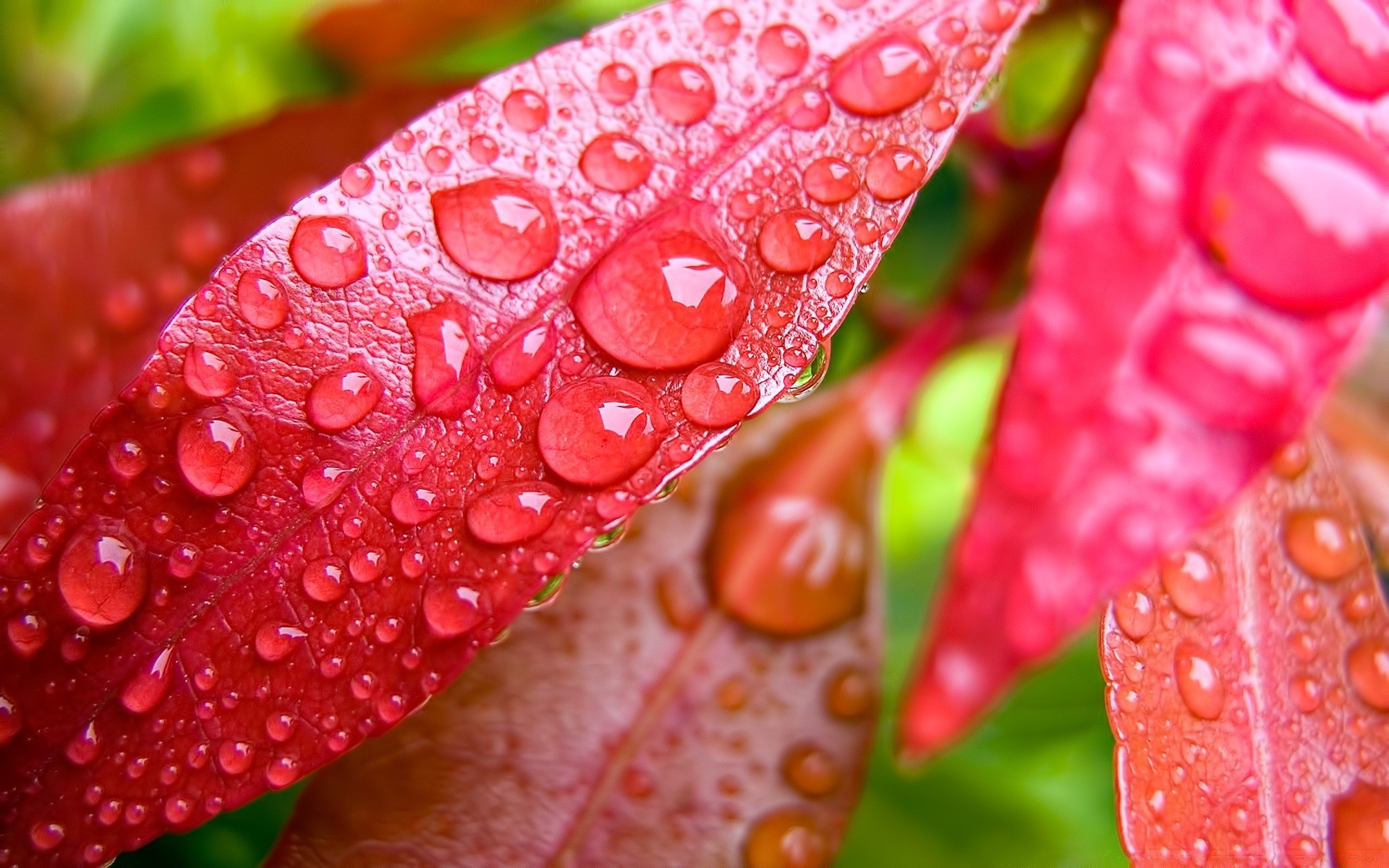 droplets and water dew flora rain leaf drop wet color close-up nature garden bright summer freshness desktop water close vibrant flower beautiful