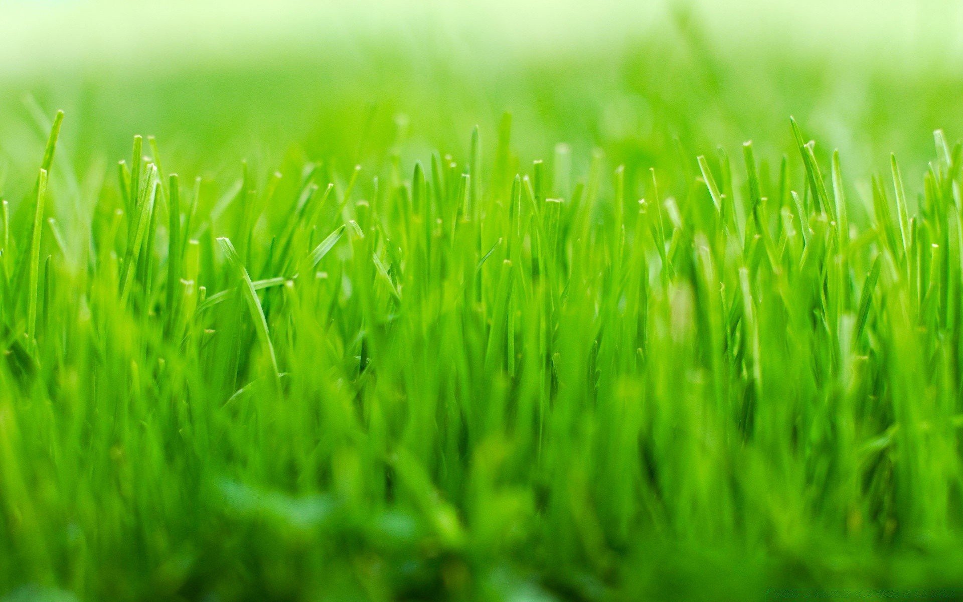 pflanzen gras rasen üppig rasen wachstum heu feld hof klinge boden flora garten boden weizengras blatt grasig tau medium frische sommer