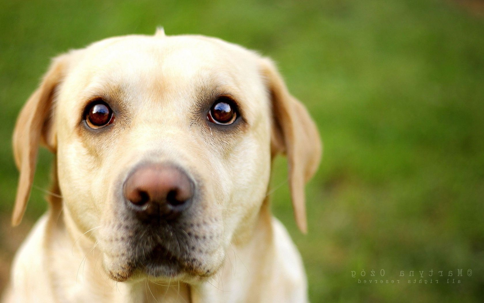 cani cane carino animale domestico cane da compagnia cucciolo retriever animale mammifero piccolo erba anteprima razza adorabile segugio ritratto obbedienza giovane sedersi divertente