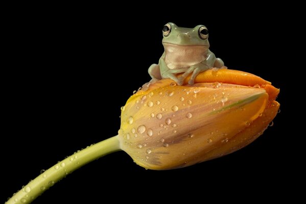 A green frog sits on a yellow flower