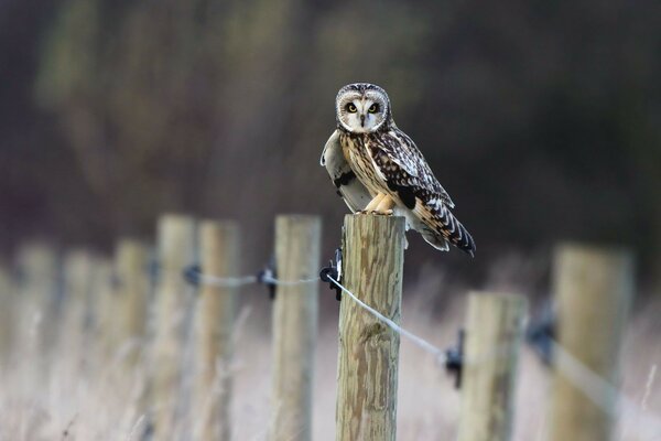 Eine Eule als Bewohner der Wildnis