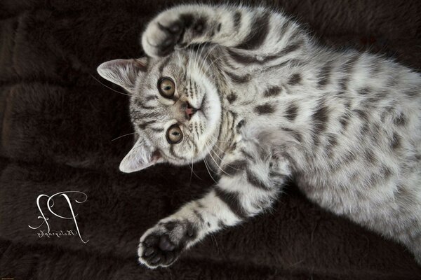 The gray kitten is lying on its back with its front paws raised