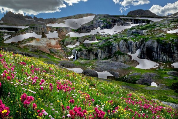 Fleurs de montagne lumineuses sous un ciel nuageux