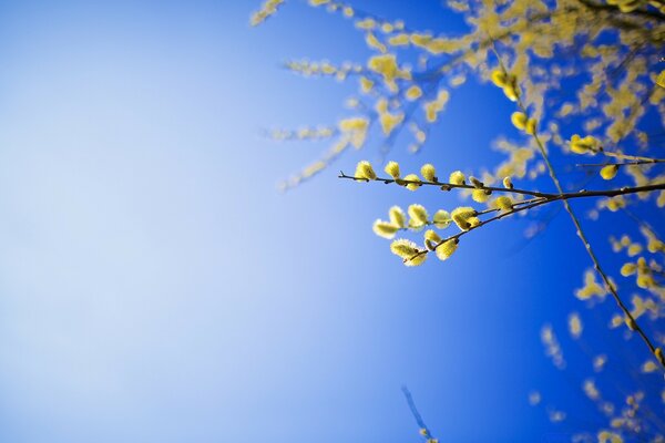 Willow branches against a clear blue sky