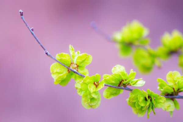 Greenery of young leaves on a lilac background