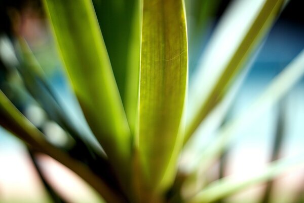 Background blurry image of a plant