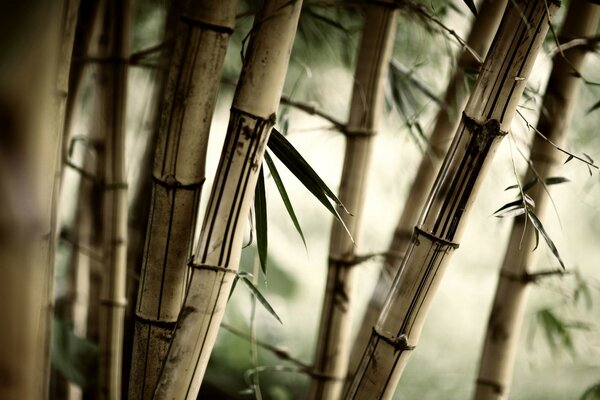 A grove of old bamboo. Photos of plants