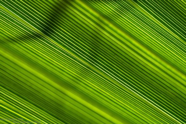 Abstract plants on a green background