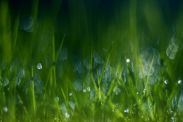 Lawn after the rain. Wet grass