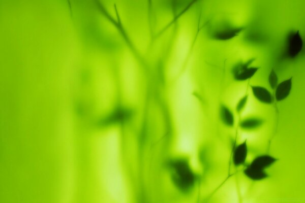 Natural green motifs background bright