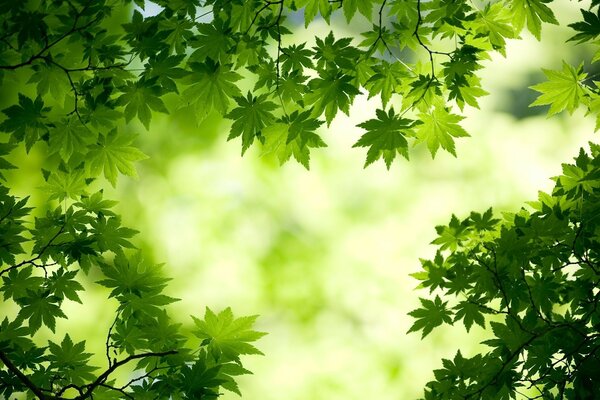 Um belo planeta verde. Aspen no verão