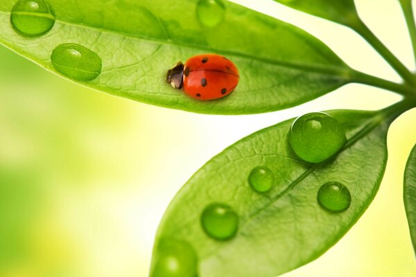 Coccinelle rampant sur une feuille avec des gouttes de rosée