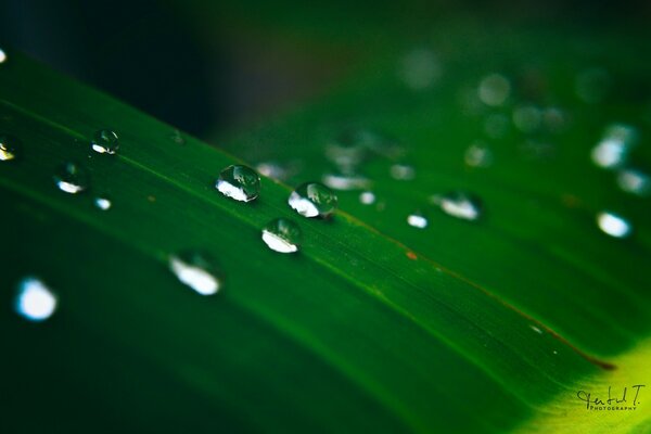 Gotas de lluvia en una hoja veteada