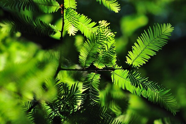 Tree branch in outdoor