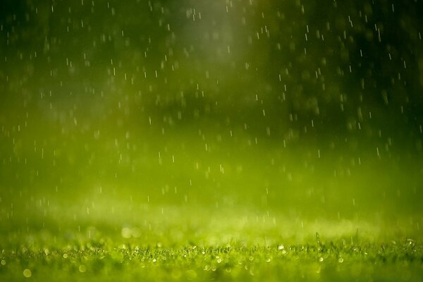 Raindrops over young grass