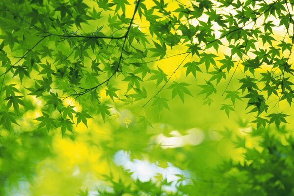 Hojas en un árbol en flor naturaleza