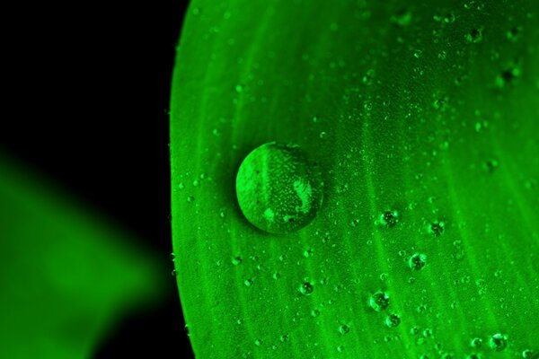 Large green leaf with dew drops