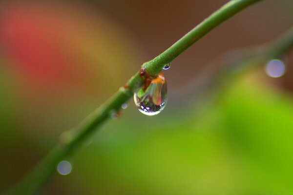 Chute d une goutte de rosée d une branche