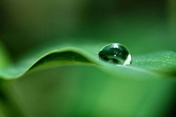 A drop on a leaf on a green background