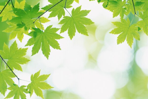 A look at the sky through a grid of maple leaves