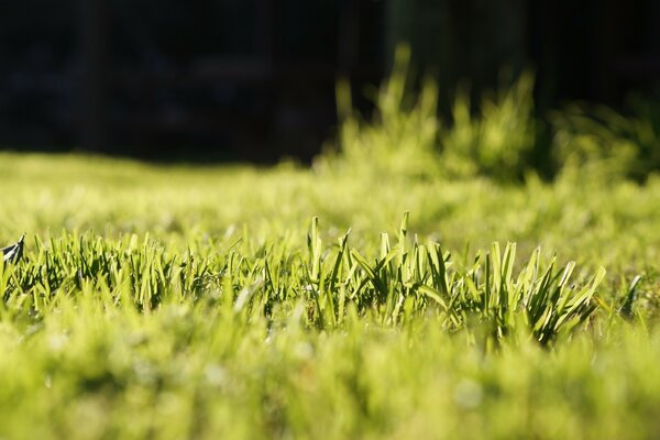 Fond sombre. Herbe sur le terrain