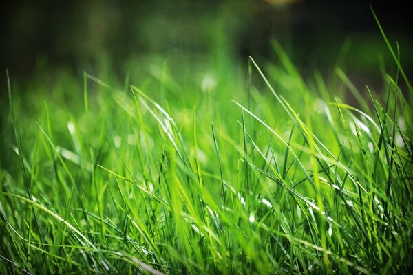 Nature. Plants. Grass. Lawn