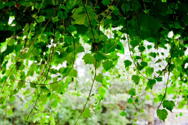 Plantas inusuales. Cortina viva