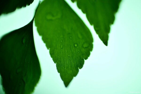 Hoja verde con gotas de rocío